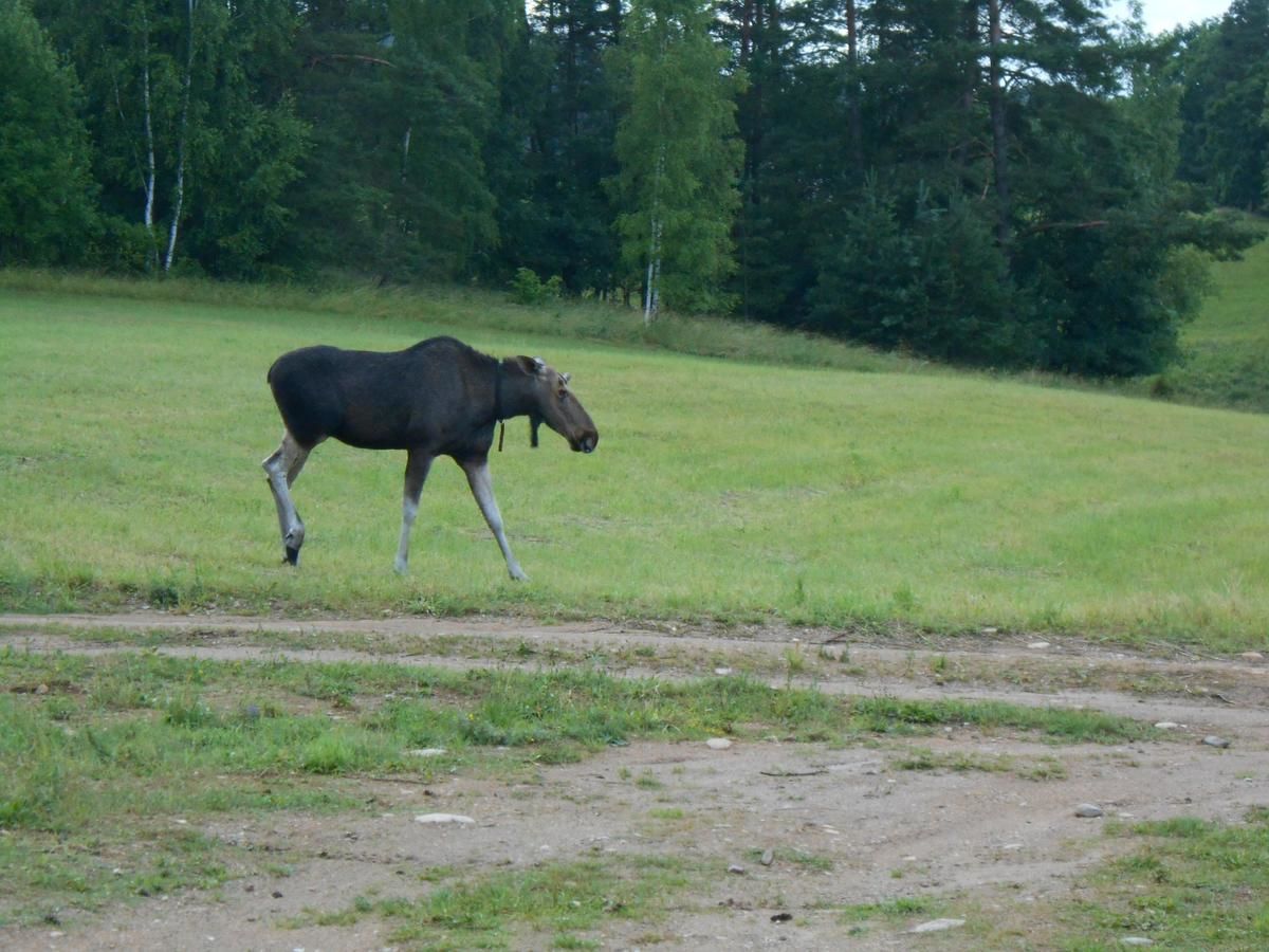 Проживание в семье Leśny Dworek na Mazurach Мронгово