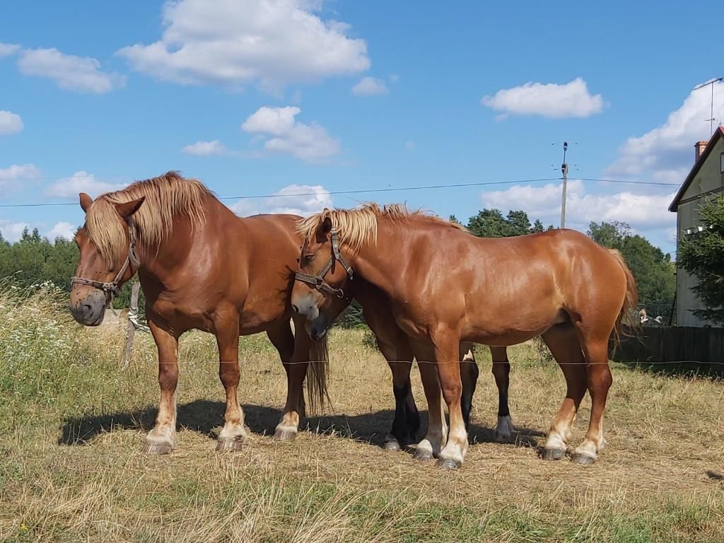 Проживание в семье Leśny Dworek na Mazurach Мронгово