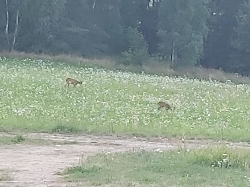 Проживание в семье Leśny Dworek na Mazurach Мронгово
